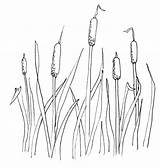 Coloring Cattails Cattail Drawing Plant Pages Cat Tail Pond Clip Clipart Drawings Printable Color Sketch Template Plants Sketchite Getdrawings Getcolorings sketch template