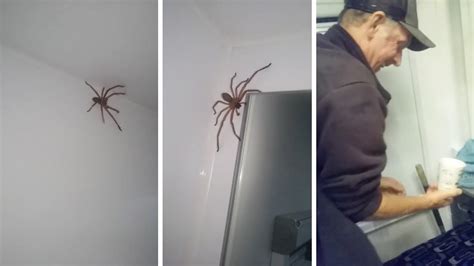 couple fails  catching huntsman spider youtube