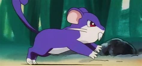 fun rattata facts   surprise  fandomspot