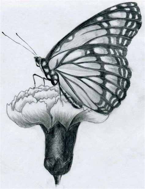 butterfly pencil drawings   practice