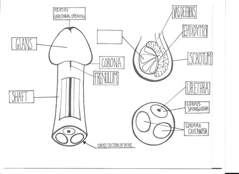 anatomy diagrams sexinfo online