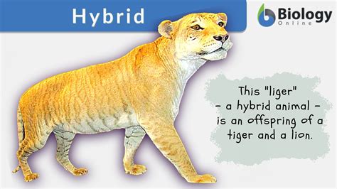 hybrid definition  examples biology  dictionary