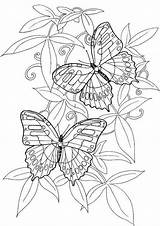 Coloring Pages Butterfly Painted Lady Template Printable sketch template
