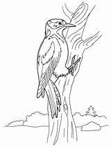 Woodpecker Coloring Pages Animals sketch template