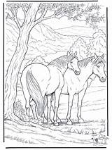 Coloring Pages Horses sketch template