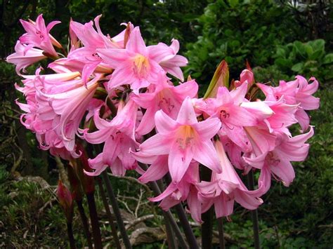 8 amaryllis belladonna pink naked ladies surprise lily 8 etsy