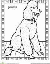 Poodle Pudel Poodles Worksheet Ausmalen Hunde sketch template