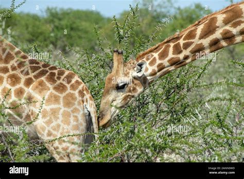 Male Giraffe Sniffing Female Prior To Mating In Etosha Namibia Stock