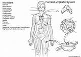 Lymphatic Immune sketch template