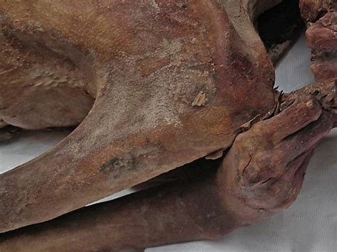 world s oldest tattoo art found on egyptian mummy that has