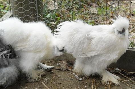 White Silkie Bantam Chickens For Sale Cackle Hatchery