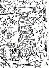 Colorat Ausmalbilder Tigri Colorare Tijger Felini Tigre Animale Malvorlagen Planse P31 Mewarnai Dieren Leoni Coloriages Desene Macan Animasi Ausmalen Primiiani sketch template