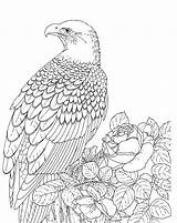 Coloring Pages Eagle Bald Printable Realistic Color Kids Falcon Adult Template American Bird Sea Print Adults Eagles Outline Supercoloring Drawing sketch template