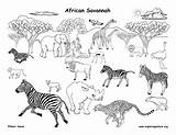 Animals Coloring African Grassland Pages Drawing Animal Savannah Drawings Draw Land Africa Habitats Savanna Clipart Labeled Biome South Exploringnature Safari sketch template