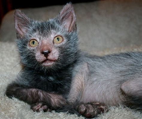 The Internets New Cat Obsession Werewolf Cats Werewolf Cat Lykoi