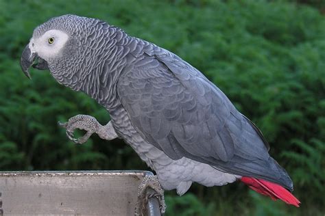 african grey birds dafrak pets