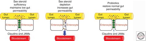 Bone Remodeling And The Microbiome