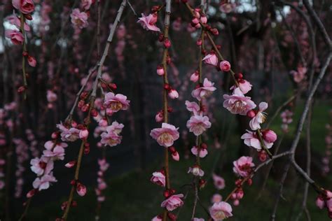 tips  growing beautiful cherry blossoms cherry blossom