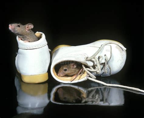house mouse mus musculus standing  babys shoe stock photo image