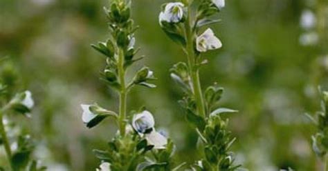 speedwell herb veronica officinalis top quality herbs tinctures