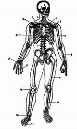 Skeleton Human Outline Coloring Without Diagram Labels Clipart Body Skeletal System Printable Gutenberg Pages Simple Popular Clipartmag Webstockreview Coloringhome sketch template