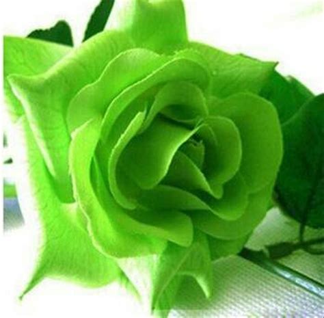 gambar bunga mawar hijau goodgambar