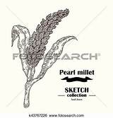 Millet Pearl Clipart Sketch Vector Cereal Drawn Hand Illustration Clipground Clip Shutterstock sketch template
