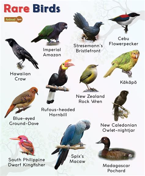list     rarest birds facts  pictures