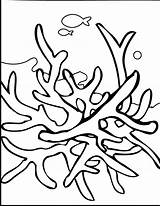 Seaweed K5worksheets Coral sketch template