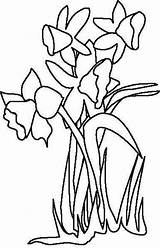 Daffodil Coloring Outline Flower Drawing Cliparts Color Clipart Pages Flowers Clip Drawings Kids Library Paintingvalley Getcolorings Pretty sketch template