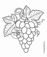 Grapes Coloring Pages Kids Printable Fruits Berries Leaves 4kids sketch template
