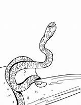 Serpiente Cascabel Piton Trazo Técnicas Mejorar Animalplace sketch template