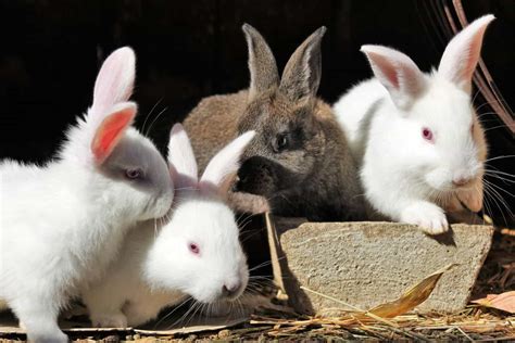 breeding rabbits   started guide tips faqs northern nester
