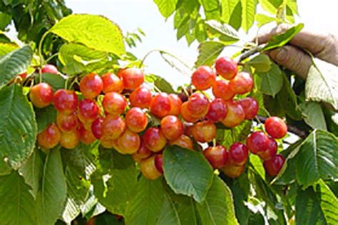 white gold sweet cherry cloud mountain farm center nursery