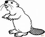 Beaver Coloring Drawing American Pages Printable Beavers Color Choose Board Kids Animal sketch template