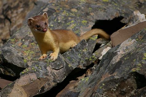 long tailed weasel pentax user photo gallery