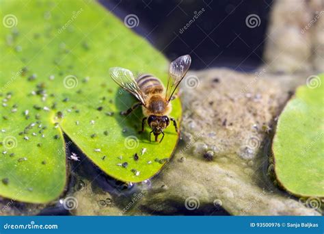 bee drinks water stock photo image  blossom flying