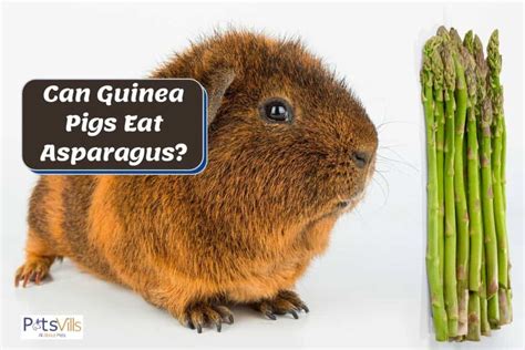 guinea pigs eat asparagus benefits risks
