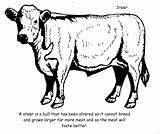 Coloring Steer Longhorn Pages Clipart Cow Angus Drawing Bull Vintage Cattle Colouring Kids Color Getdrawings Webstockreview Printable Book Getcolorings Gif sketch template