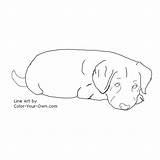 Coloring Puppy Labrador Retriever Pages Lab Dog Color Own Drawings Index Back Line Designlooter Inkspired Musings Answer Below sketch template
