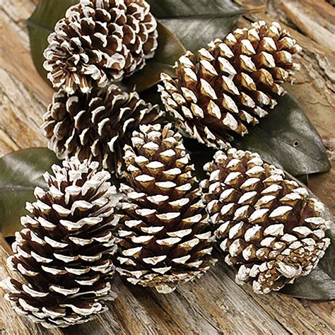 medium white tipped pine cone kittelberger wholesale florist