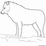 Wolf Arctic Coloring Pages Clipart Printable Print Color Drawings sketch template