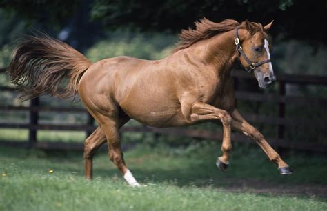galloping thoroughbred horse   irish image collection