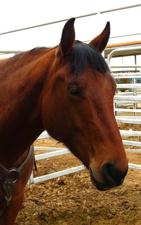 books  northport  horses   book