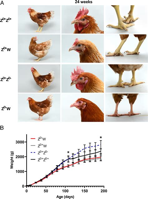 primary sex determination in birds depends on dmrt1 dosage but gonadal