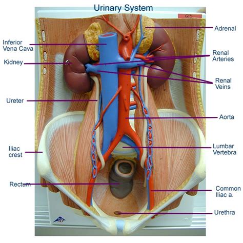 Anatomy Digestive System Labeled Model Digestive System