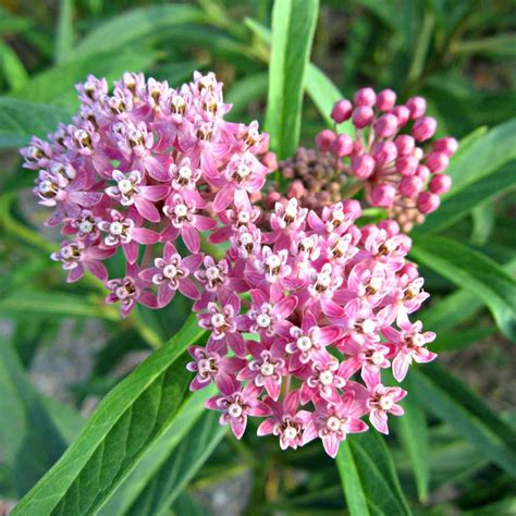 common milkweed drought resistant asclepias syriaca plant flower seed