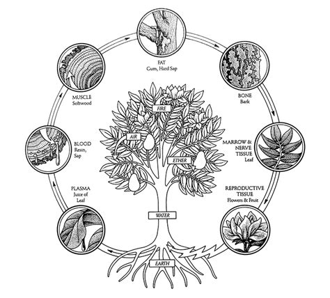 ayurveda spotlight  dhatus  plants  immunity nama