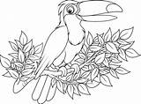 Toucan Colorier Turbulus sketch template