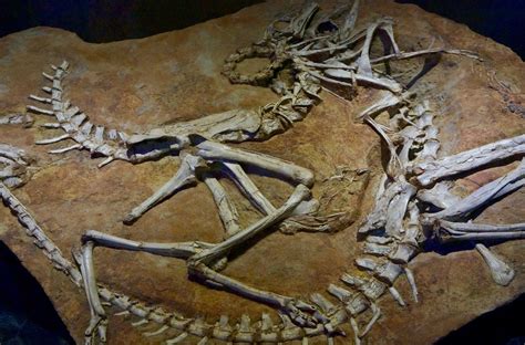 age  dinosaur fossils  dinosaurs